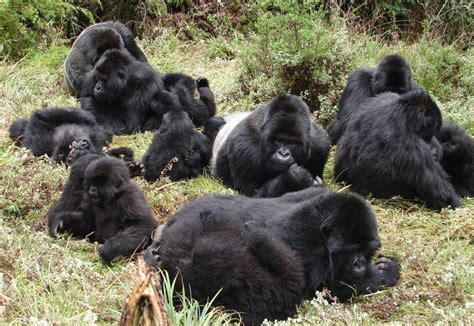 Mountain Gorilla Family