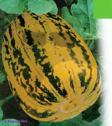 Seeds Melon Candy Original Chinese Collection Mid-ripe Sweet | Etsy