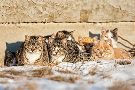 Helping Feral Cat Colonies During the Winter Months-CatTipper