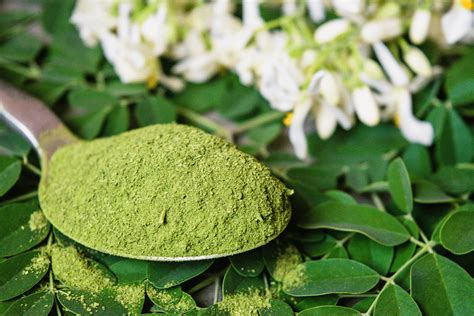 Moringa Treatment and Prevention of 300+ Diseases – Royal Garden