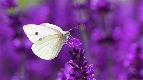 Lavender Butterfly Wallpapers - Top Free Lavender Butterfly Backgrounds ...