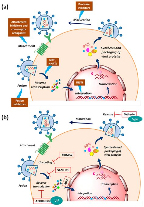 Label The Steps Shown For Hiv Retroviral Replication