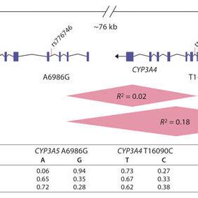 CYP3A4 and CYP3A5 polymorphisms population frequencies. CYP3A4 and ...