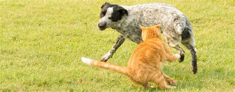 Ginger tabby cat chasing a young dog in high speed, with green grass ...