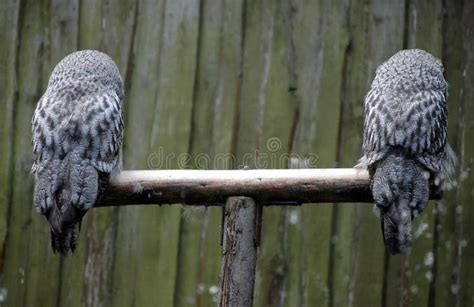 Two Great Horned Owl from Backsid Stock Image - Image of bird, creature ...