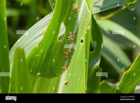 Corn leaf damaged by fall armyworm Spodoptera frugiperda Stock Photo ...