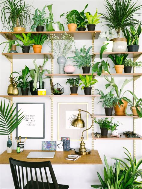 Indoor Plants For Office Desk - Garden Plantation