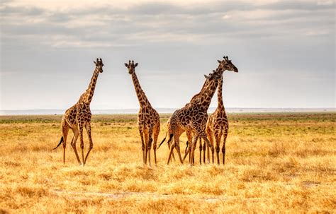 BornWild Travel Adventures | 7 African Wild Animals To See, That Aren't ...