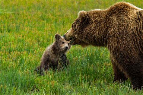 Grizzly Bear Cub looking at mom | Alaska | USA | Photos by Jess Lee