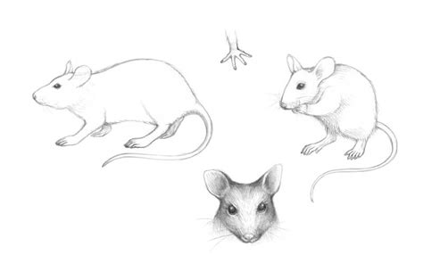 Mouse Drawings