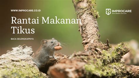 Rantai Makanan Tikus, Bagaimana Peran Tikus? - PT Mahaka Improcare ...