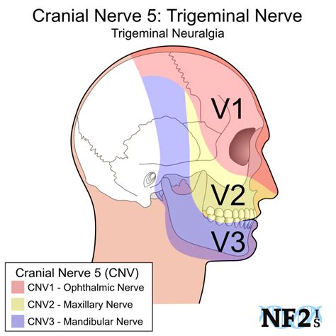 Discover the Power of Cranial Nerve 5