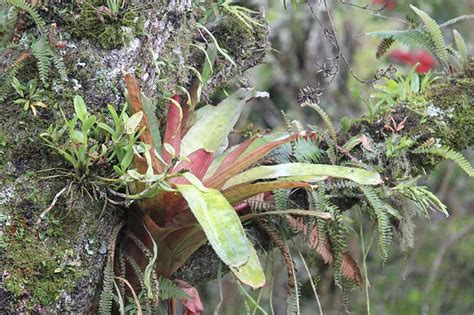 How to Grow Epiphytes | Gardener’s Path – Make House Cool