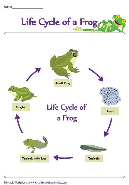 life cycle of a frog worksheet - Jacinta Mcknight