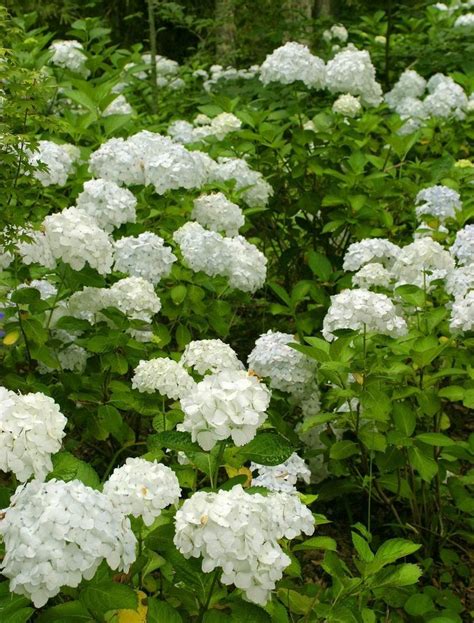 Common Flowering Shrubs For Zone 9 - Picking Shrubs That Bloom In Zone 9