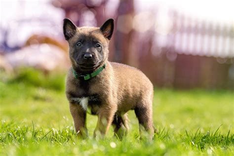 Black Baby Belgian Malinois : 24 Black Malinois Ideas Malinois Belgian ...