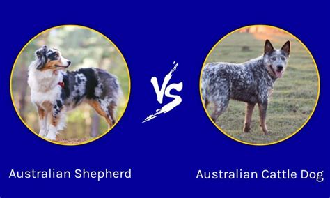 Australian Shepherd vs Australian Cattle Dog: What are the Differences ...