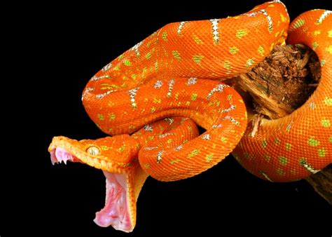 46 Emerald Tree Boa Facts: Both Species Guide (Jewel of the Amazon ...