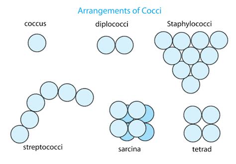 Bacteria shapes and arrangement explained - brokerJuli