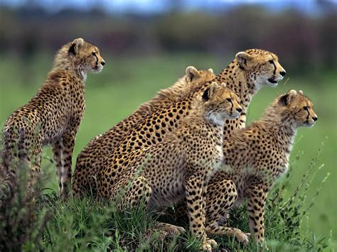 Cheetah Facts & Info, Pictures, Video and Much More about Cheetahs