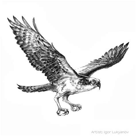 Osprey Flying Bird Drawing, Duck Drawing, Bird Drawings, Birds Flying ...