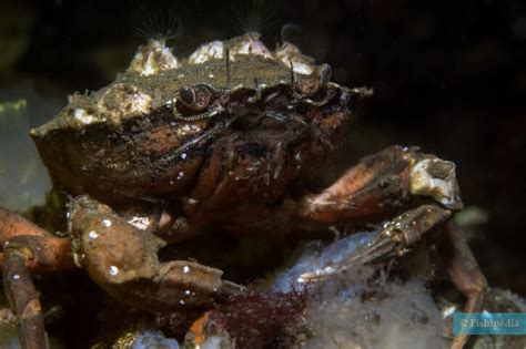 Green crab • Carcinus maenas • crustacea