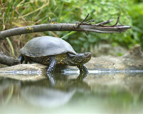 Freshwater turtles improve the health of river systems - Earth.com