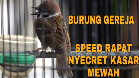 SUARA BURUNG GEREJA GACOR PANJANG SPEED RAPAT | TEMBAKAN GEREJA TARUNG ...