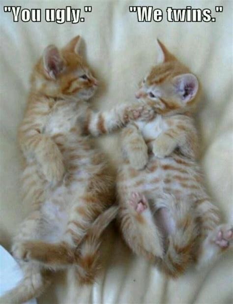 Check out this cute little funny meme picture of twin cats having a ...