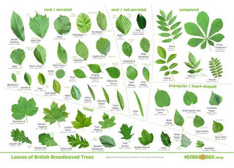 Leaves of British Trees Identification Poster Download - Etsy UK