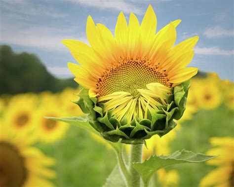 Blooming Sunflower Photograph by Natalie Rotman Cote | Fine Art America