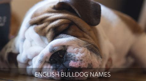 Ultimate List of the Top 500 + Bulldog Names – Cute and Popular Puppy ...