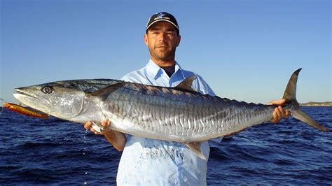 Perth Spanish Mackerel Pt2 - Perth Fishing TV v3