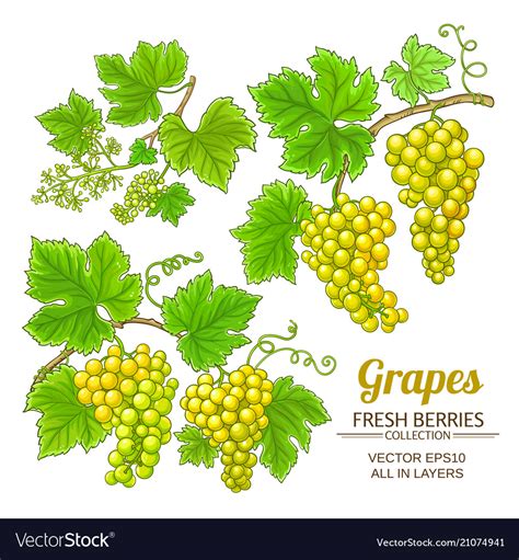 Grapes set Royalty Free Vector Image - VectorStock