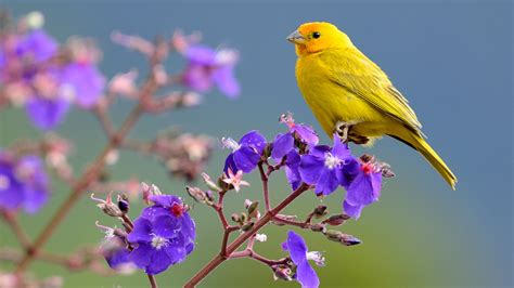 Birds And Flowers 4K Wallpaper : humming bird flowers blue flowers ...