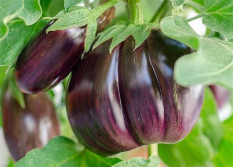 Care for eggplant once it's started growing, with watering, pruning ...