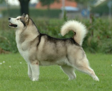 Alaskan Malamute – Wikipedia