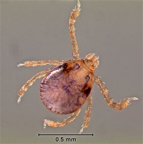 Gulf Coast tick - Amblyomma maculatum Koch