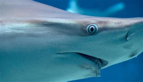 Shark With Human Eyes