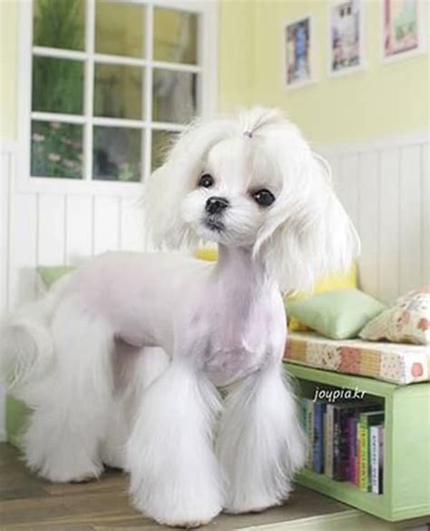 30 Different Dog Grooming Styles - Tail and Fur