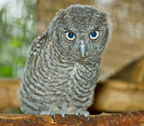 Baby screech owl | This baby Eastern Screech Owl is another … | Flickr