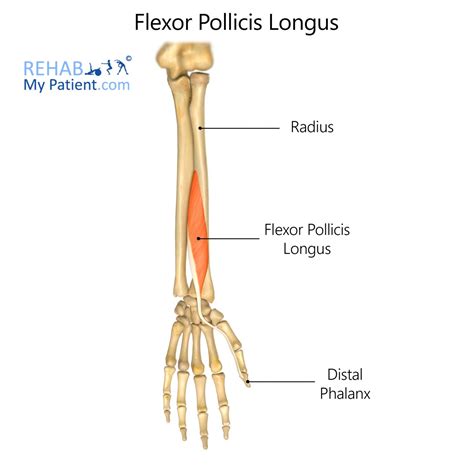 Flexor Pollicis Brevis Origin And Insertion