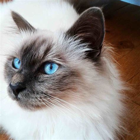 Are Birman Cats Aggressive: Debunking the Myth – CatsInfo