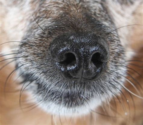 Can You Cut a Dog’s Whiskers? (And Why Do They Have Them)?