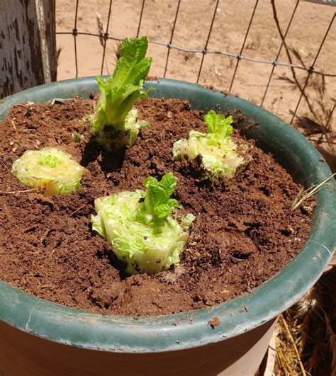 How to Grow Romaine Lettuce From Cuttings - Dengarden