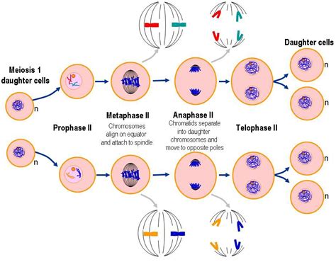 My Classroom Blog: Meiosis