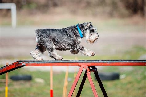 Agility For Fun Is A Positive Experience That Builds Confidence In Dogs ...