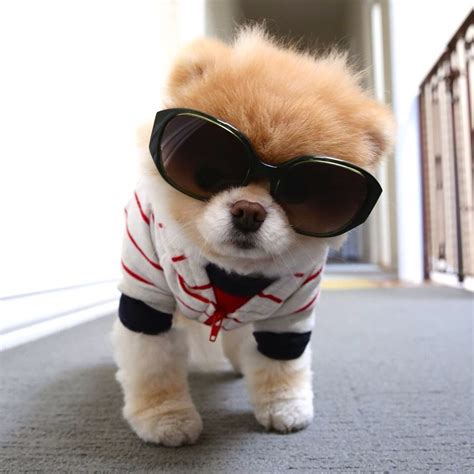 Boo dog wearing sunglasses & shirt | Animais, Decoração com flores