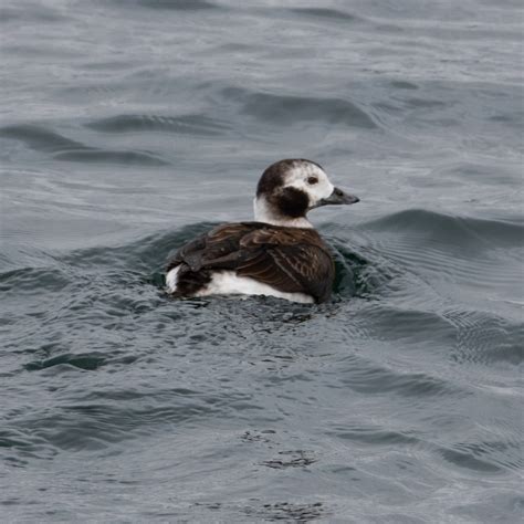 Identification of 9 Diving Duck Species: A Photographic Guide | Miles Hearn