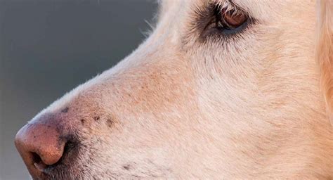 Why Do Dogs Have Whiskers? Find Out What They’re Really For